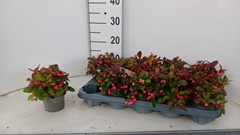 Gaultheria Procumbens 10Ø 18cm