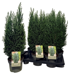 Chamaecyparis Ellwoodii 17Ø 60cm