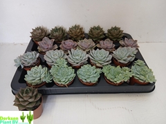 Echeveria Mix 5Ø 7cm