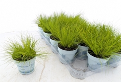 Deschampsia Flexuosa Amilime 10Ø 25cm