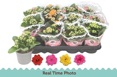 Kalanchoe Double Mix 9Ø 17cm
