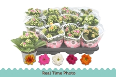 Kalanchoe Double Mix 9Ø 17cm