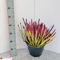 Calluna High Five Mix 26Ø 38cm