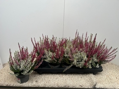 Calluna Garden Girls Trio Girls 11Ø 20cm