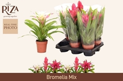 Bromelia Mix 12Ø 40cm