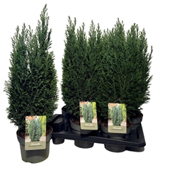 Chamaecyparis Ellwoodii 17Ø 60cm