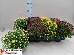 Chrysanth Gardenmumsaic Mix 12Ø 25cm