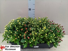 Chrysanthemum Jasoda Mix In Pot 40Ø 40cm