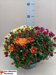 Chrysanthemum Jasoda Mix In Pot 23Ø 35cm