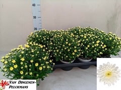 Chrysanth Gardenmumsaic White 12Ø 25cm