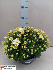 Chrysanthemum Jasoda White 23Ø 35cm