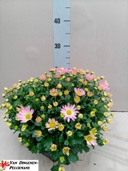 Chrysanth Jasoda Dark Pink 23Ø 35cm