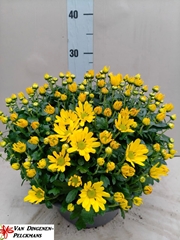 Chrysanthemum Jasoda Dark Yellow 23Ø 35cm