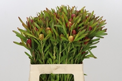 Leucadendron Ayoba Cherry Pearl 60cm