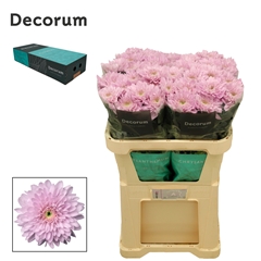 Chrysanth Single Petrushka 72cm 80gr.