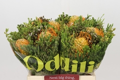 Bouquet Leucospermum Carroussel 2 Flowers 40cm