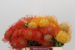 Leucospermum Mix 35cm