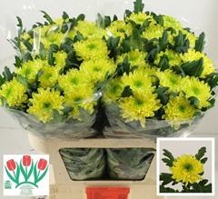 Chrysanth Single Zembla Brasil 70cm 85gr.