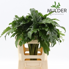 Philodendron Xanadu 65cm 15cm Hd