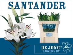 Lily Oriental Santander 75cm 3+