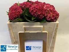Hydrangea Rodeo Red 50cm 6-8cm Hd
