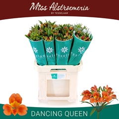 Alstroemeria Dancing Queen 70cm 40gr.