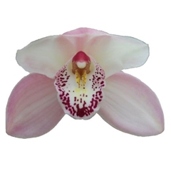 Cymbidium Summer Magic Pink 60cm