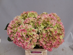 Hydrangea Monika Classic 60cm 19-21cm Hd