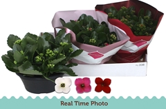 Kalanchoe Single Mix 3 Colours 23Ø 25cm