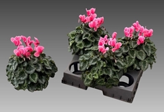 Cyclamen Super Serie Xl 15Ø 36cm