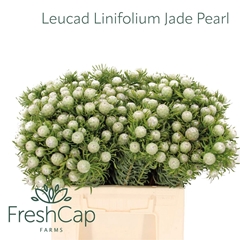 Leucadendron Spray Ayoba Jade Pearl 40cm