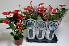 Anthurium Jambo Red 17Ø 65cm