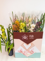 Cymbidium Mixed 14Ø 75cm 3st