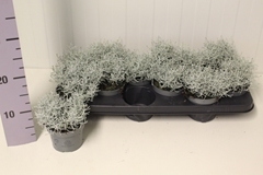 Leucophyta Brownii 10Ø 15cm