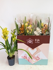 Cymbidium Mixed 14Ø 75cm 2st