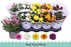 Chrysanth Double Mix 12Ø 25cm