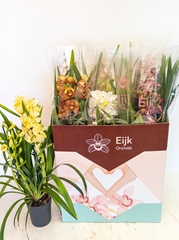 Cymbidium Mixed 14Ø 75cm 4st