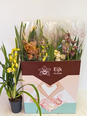 Cymbidium Mixed 14Ø 75cm 1st