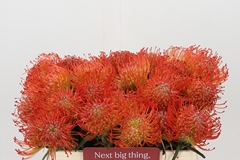 Leucospermum Succession 35cm