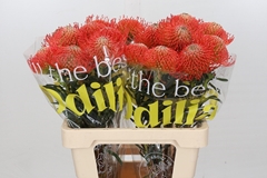 Leucospermum Succession 35cm