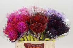 Leucospermum Painted Mix 40cm