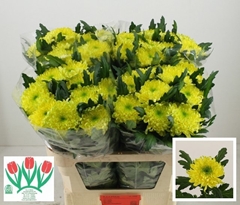 Chrysanth Single Zembla Brasil 70cm 85gr.