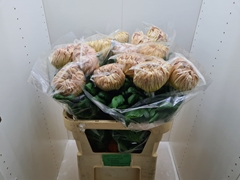 Chrysanth Single Vienna Copper 80cm 160gr.