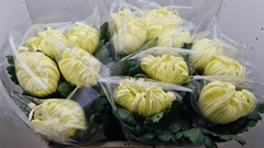 Chrysanth Single Vienna Yellow 80cm 155gr.