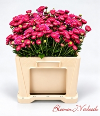 Chrysanth Spray Blenda Purper 50cm 50gr.