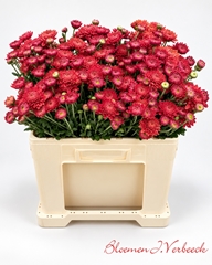 Chrysanth Spray Blenda Red 50cm 50gr.