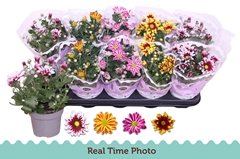 Chrysanth Mix Flower 12Ø 25cm