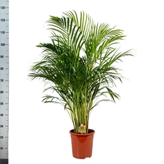 Dypsis Lutescens 24Ø 115cm