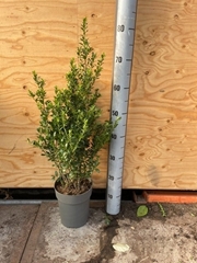 Ilex Crenata 17Ø 60cm