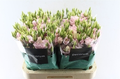 Eustoma Double Lisanne Light Pink 70cm
